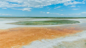 一片在蓝天下有藻类的水域