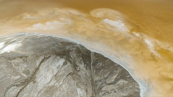 树在水中的一张图片