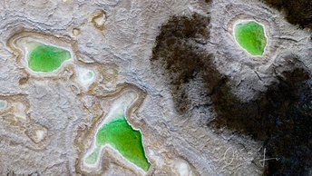 水中的绿色叶子