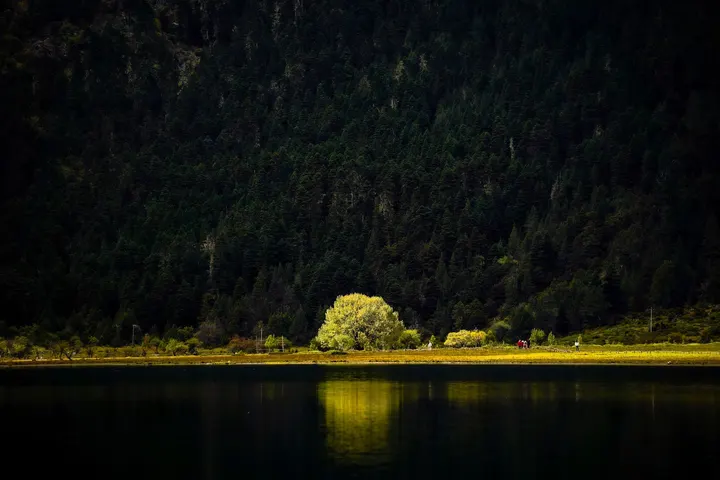 一棵树的隐居岁月