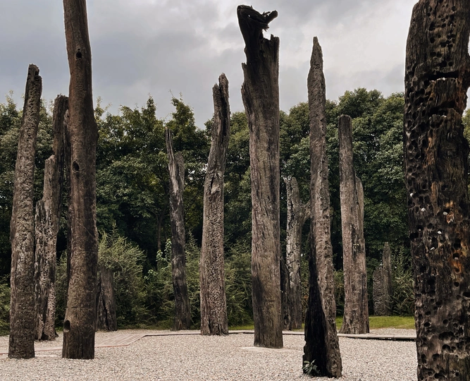 一些树前的木桩行