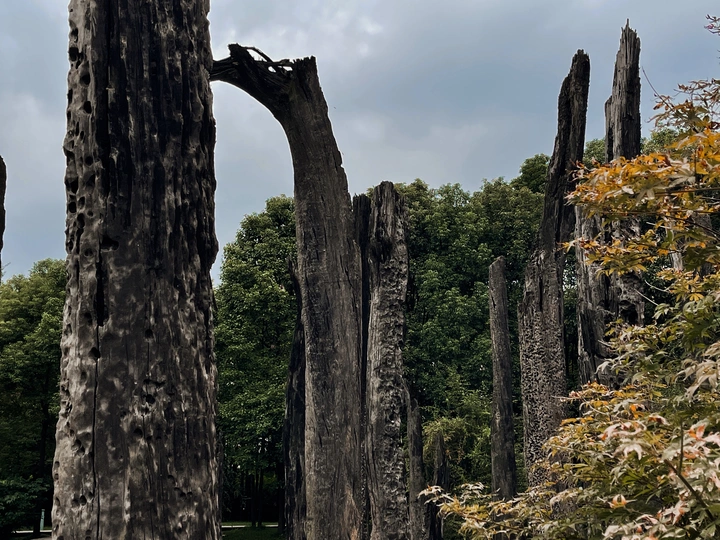 前景中有一些树木的森林