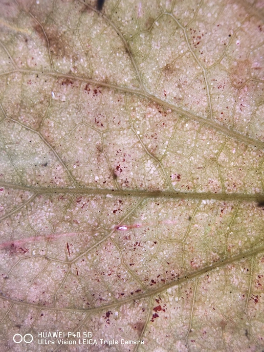 叶子表面有斑点的