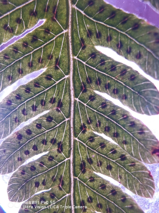 叶子的下面有斑点