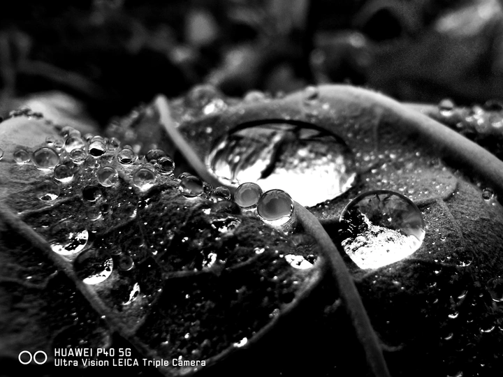 滴在叶子上的露珠 黑白