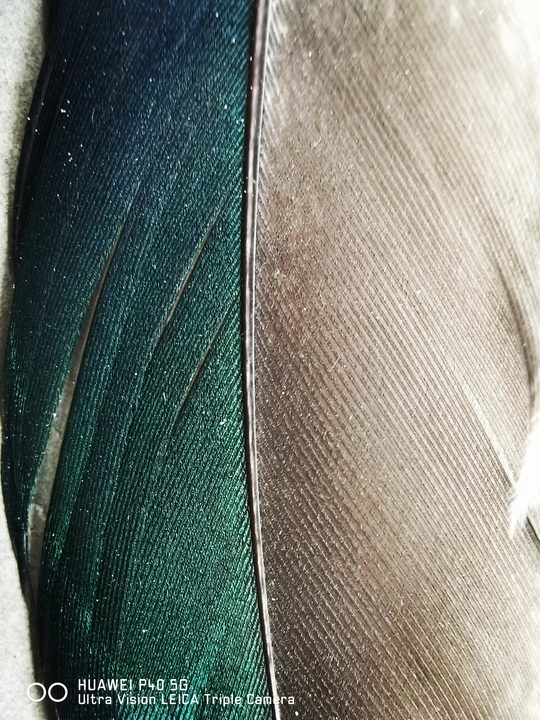 绿色领带的特写照片