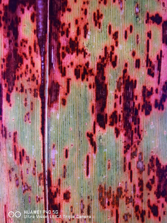 锈红色的油漆在金属表面上