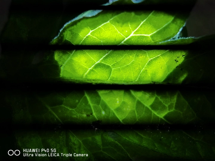 stained glass window上的一个绿色叶子