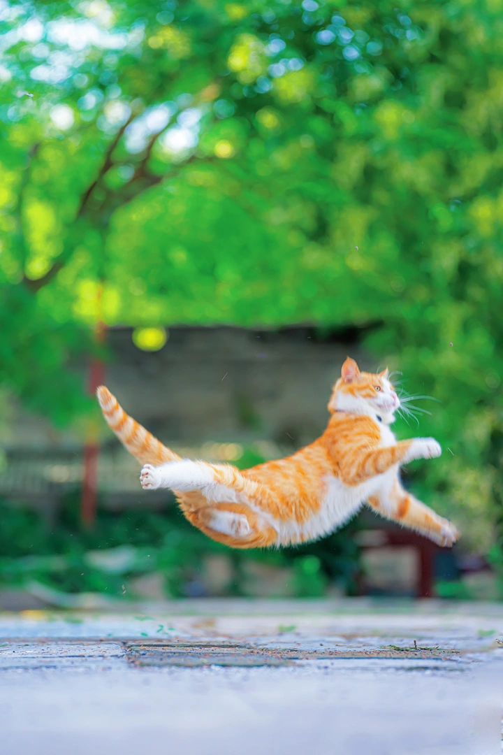 空中飞猫