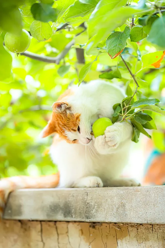 一只白色和橙色的猫坐在苹果树下的一口大锅里