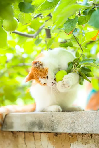 一只白色和橙色的猫坐在苹果树下的一口大锅里