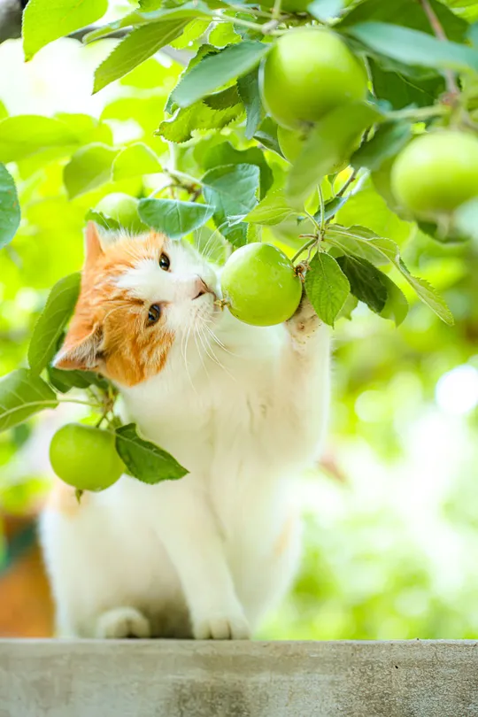 抬头看着树上挂着绿苹果的猫