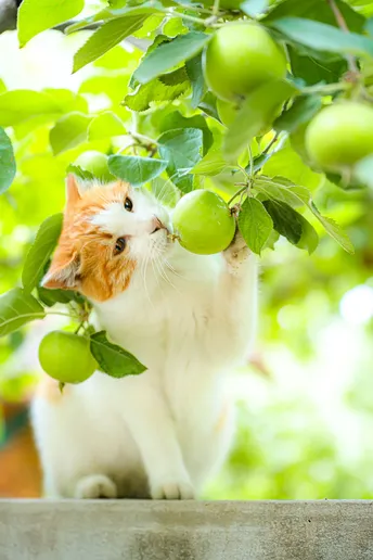 抬头看着树上挂着绿苹果的猫