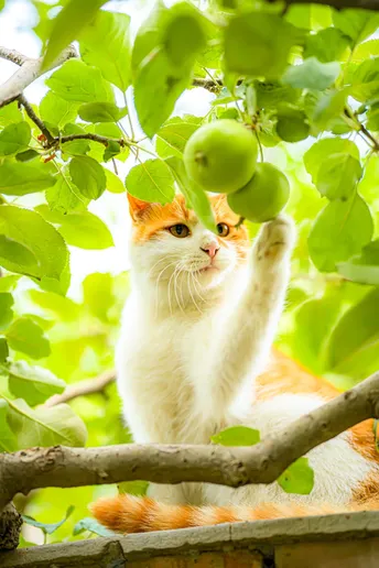 一只猫坐在树上的一片绿叶上 苹果树上的苹果正在攀爬。
