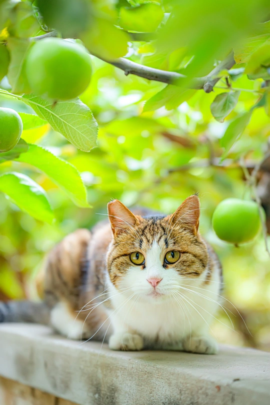 一只猫坐在树边的一个 ledge 上 旁边有绿色的苹果。