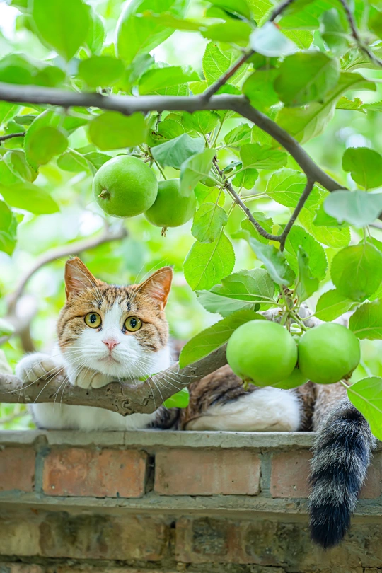 一只猫坐在砖墙上 旁边有一棵树 树上躺着绿苹果。