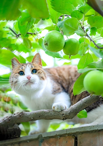 一只猫坐在树上的一片绿叶上 周围有苹果和橙子。