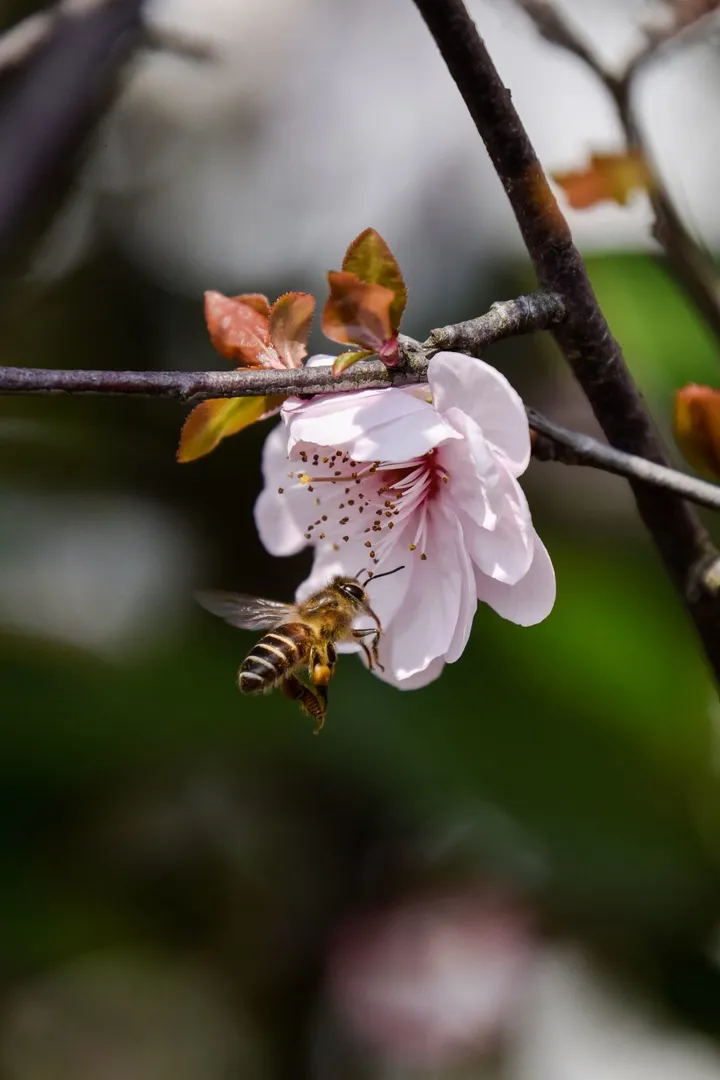 蜜蜂