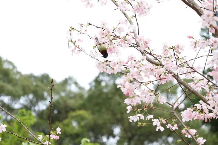 樱花与鸟