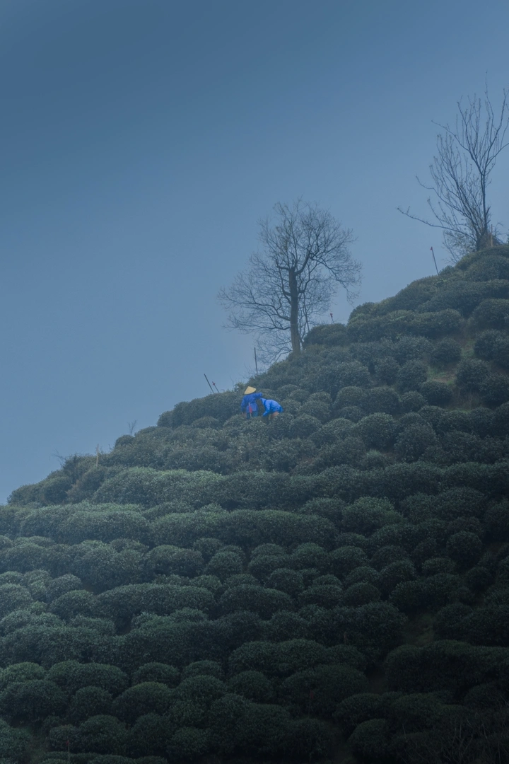 雾 农