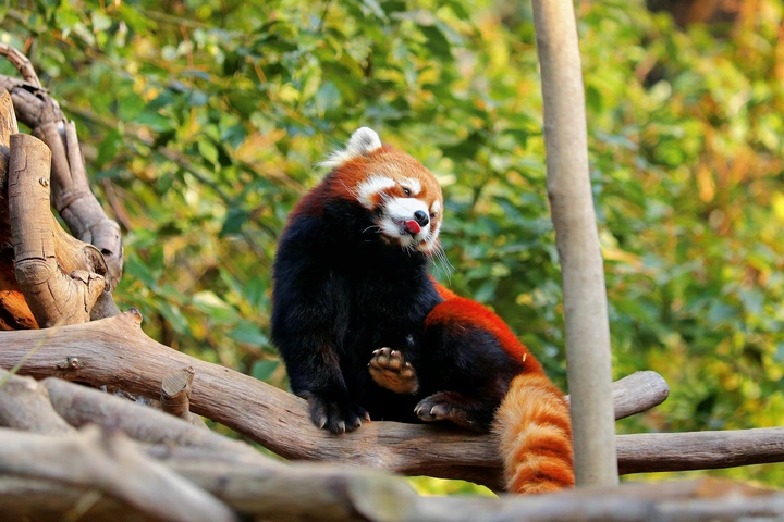 吐舌头的小熊猫