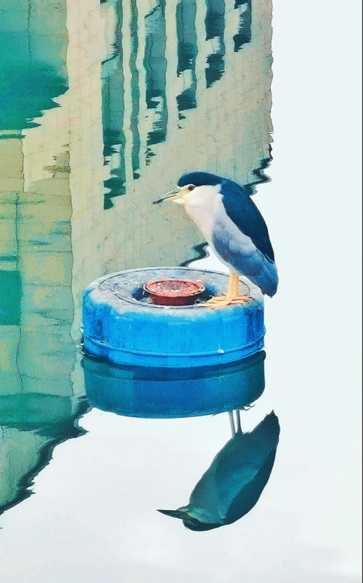 独食者（夜鹭）