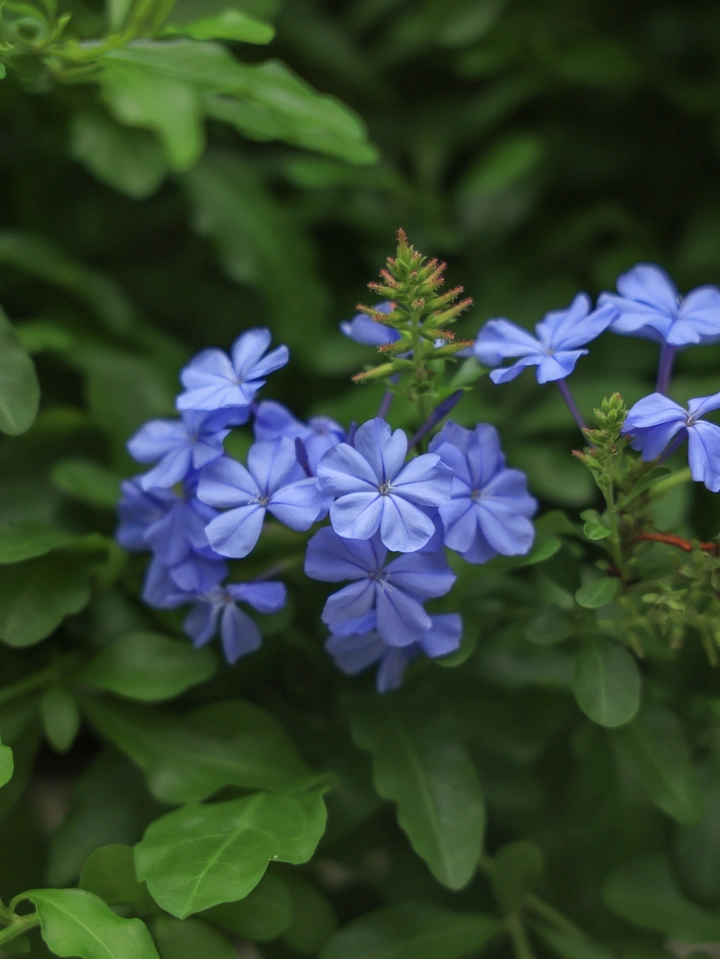 蓝雪花