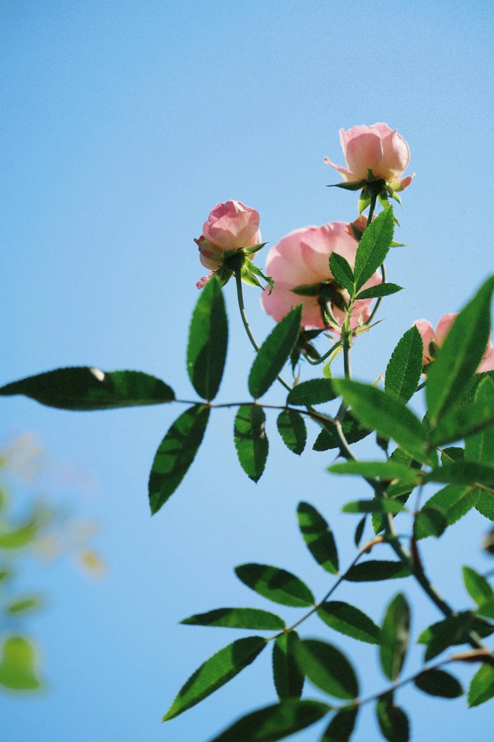 蔷薇花开