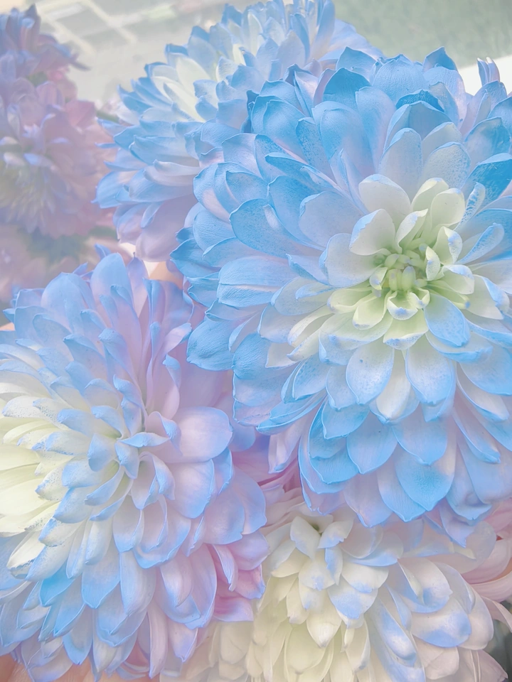 治愈系