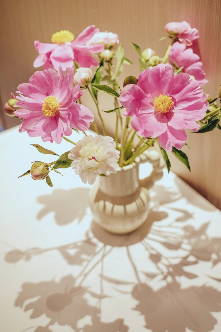 荷兰芍药
