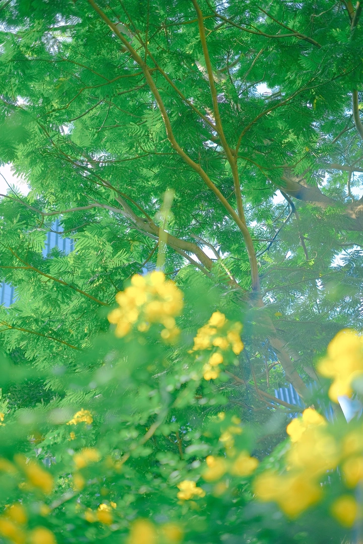 小黄花