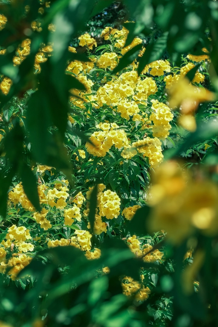 故事里的小黄花