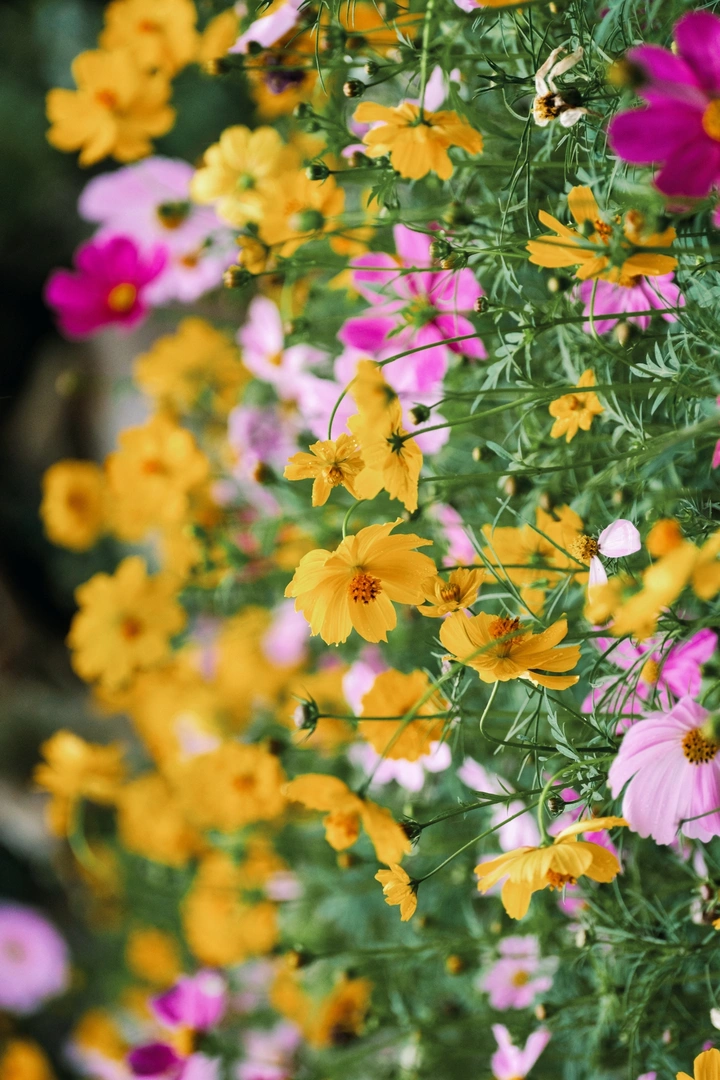 格桑花