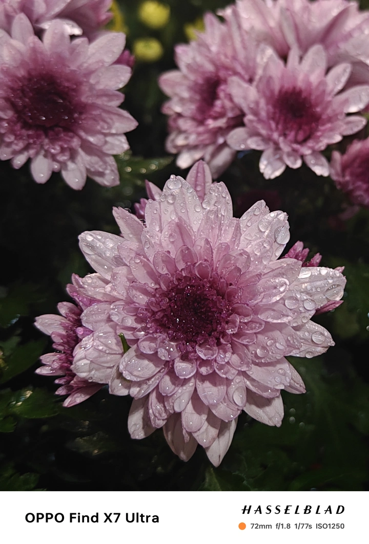 雨中花