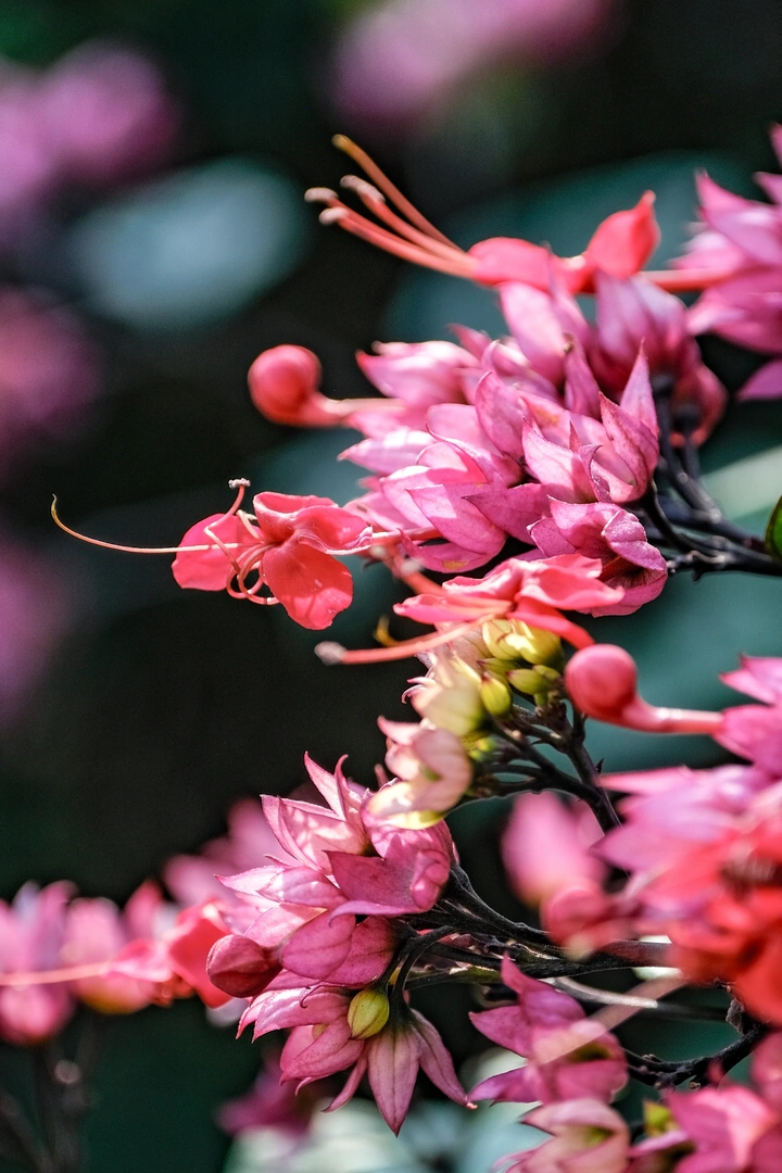 花儿