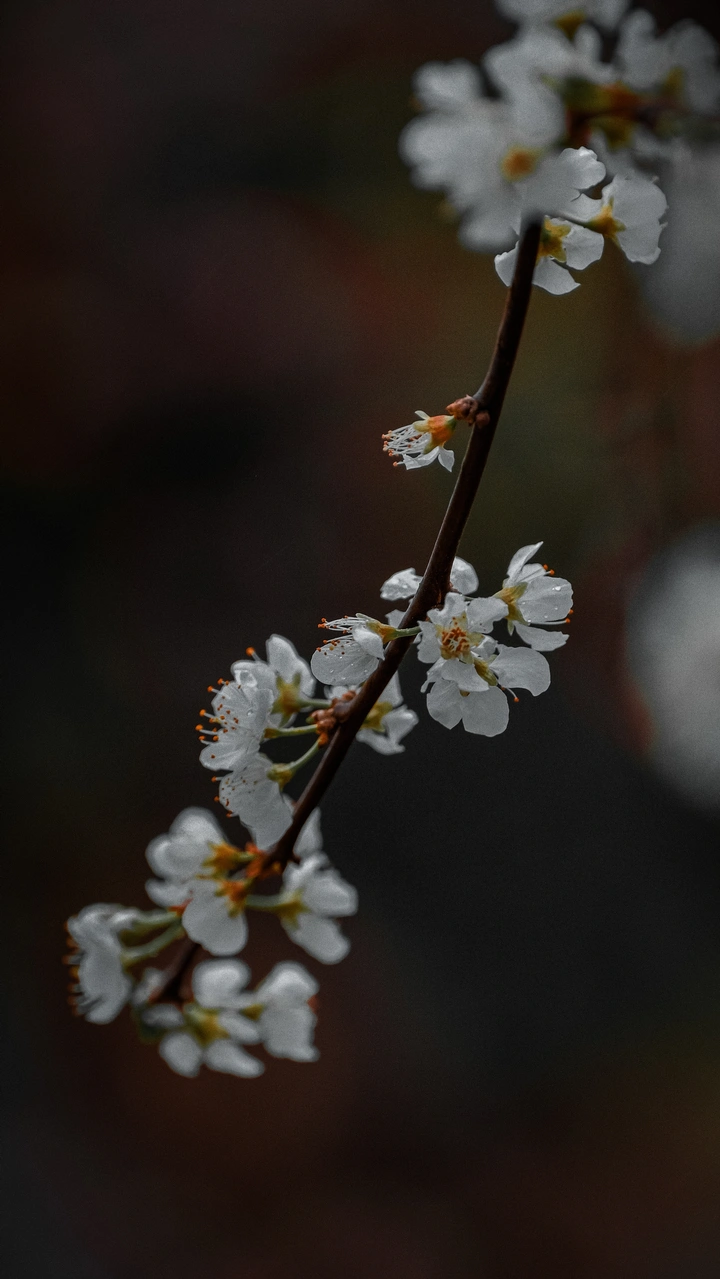 李花