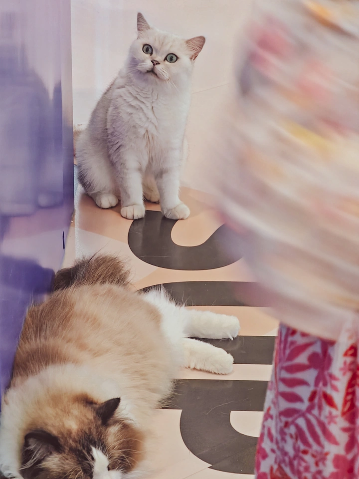 懒猫懒娃