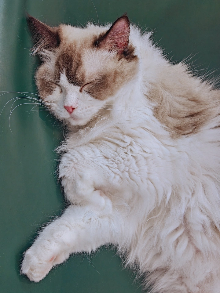 睡觉的猫咪