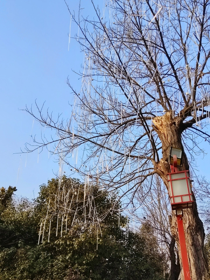 玉兰园里没有玉兰