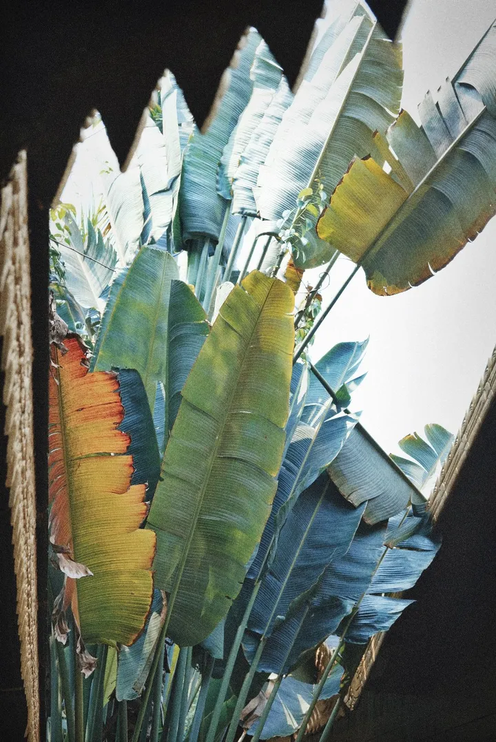 植物的生命