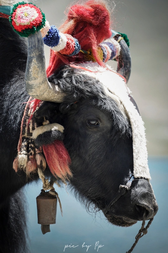 一头戴有角和铃铛的黑牛