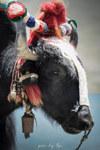 一头戴有角和铃铛的黑牛