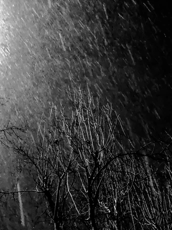 黑白之夜 有树和街灯