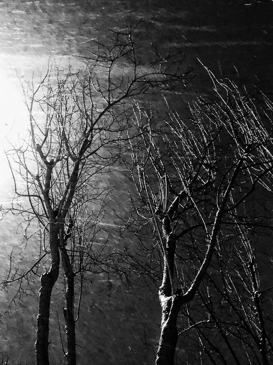 月亮在晚上透过树梢