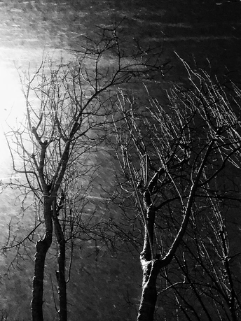 月亮在晚上透过树梢