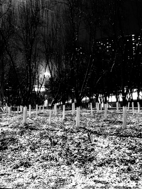 黑白相间的田地上的树行