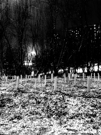 黑白相间的田地上的树行