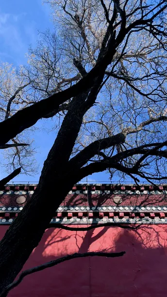 一棵树在红色的墙上投下了一个蓝色的影子