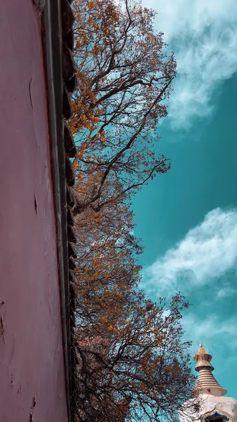 蓝天下的寺庙和前景中的树木