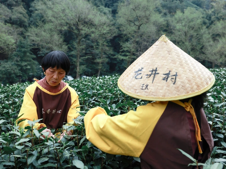 春茶开采